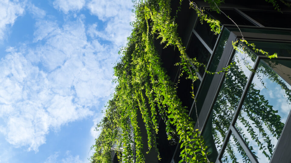 Glass building house covered by green ivy with blue sky